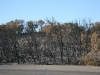 Scorched trees