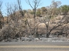 Scorched trees and ground