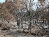 Scorched Trees 2